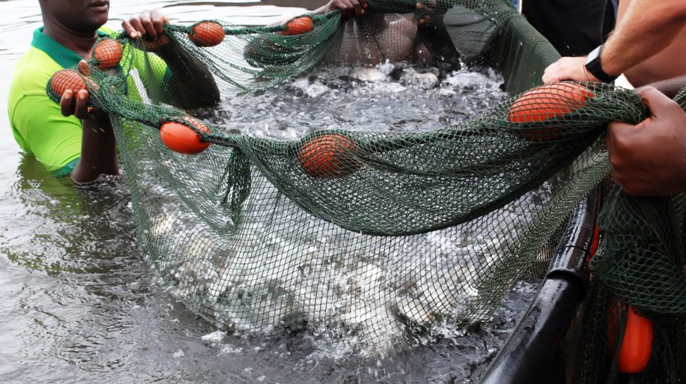 Fish farming, Nigeria
