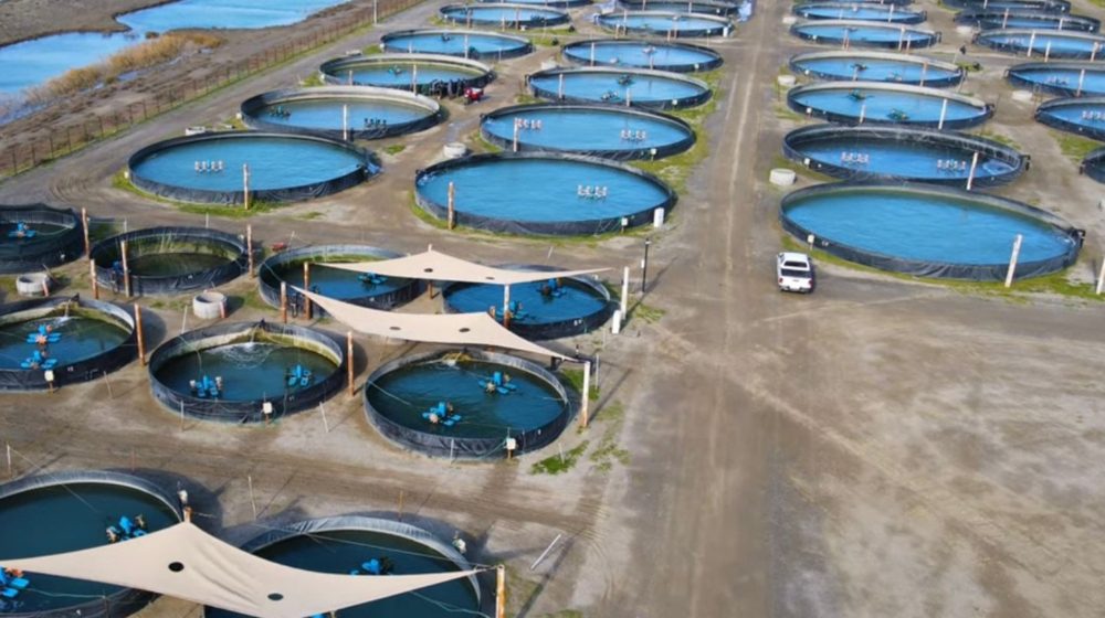 Fish farming, Azerbaijan