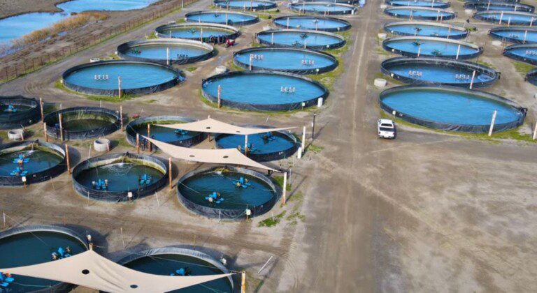 Fish farming, Azerbaijan