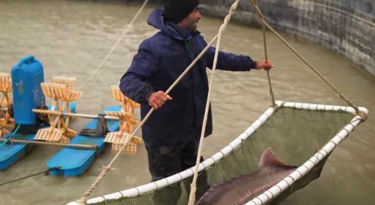 Fish farming, Azerbaijan