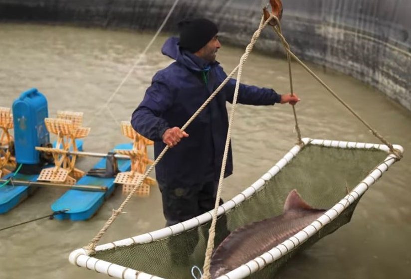 Fish farming, Azerbaijan