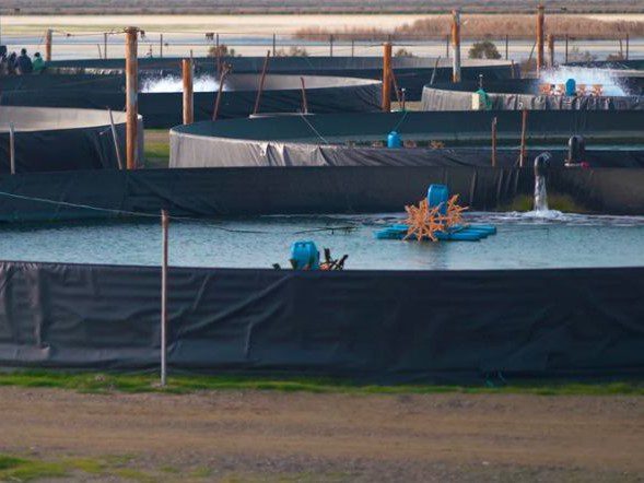 Fish farming, Azerbaijan