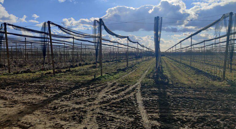 Basin for frost protection in fruit trees, Serbia