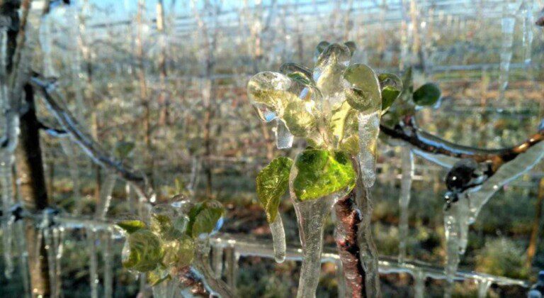 water storage solutions for frost protection