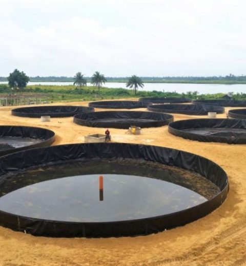 Aquaculture