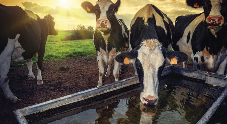 Safe and reliable water for your livestock and poultry