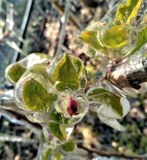 Frost protection solutions for (fruit) growers
