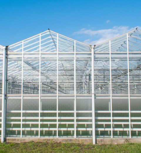 Rainwater harvesting and storage