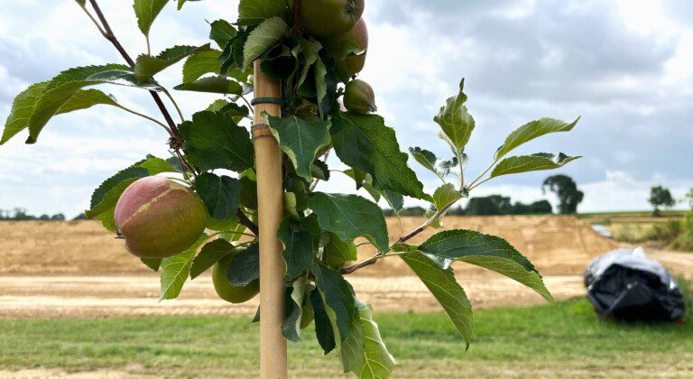 water basin for an apple orchard