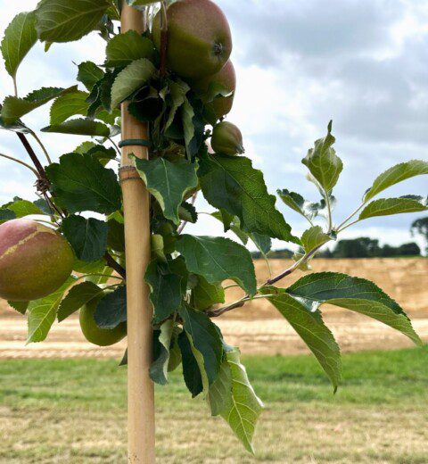 Water basin for apple orchards, Belgium