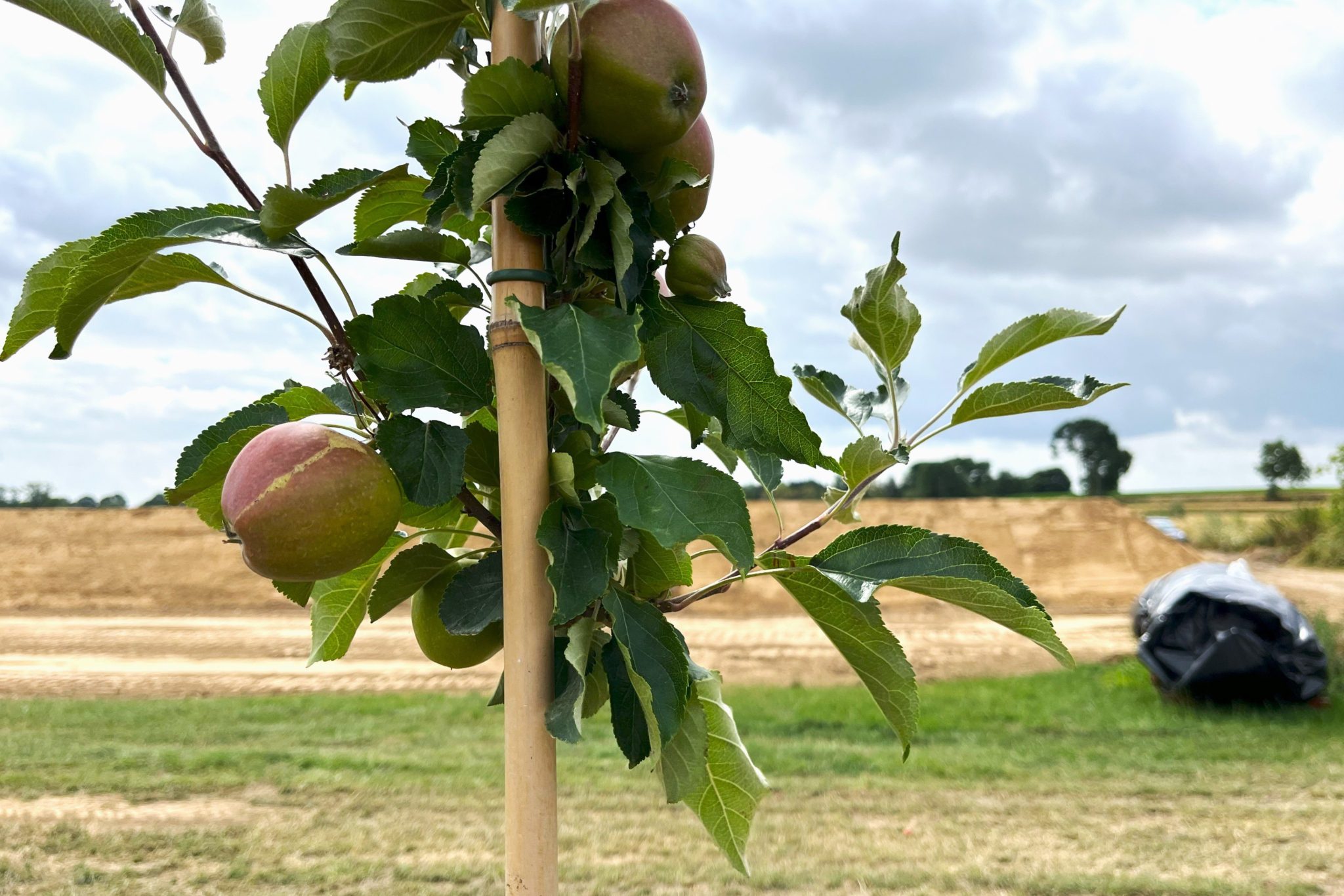 water basin for an apple orchard